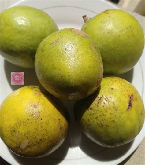 ogbono fruit.